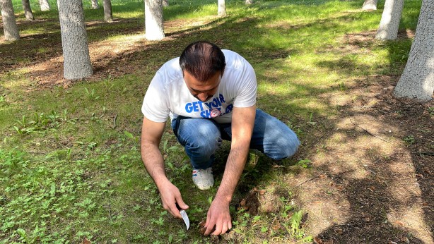 Foto - Türkiye'de yeni mantar türü keşfedildi