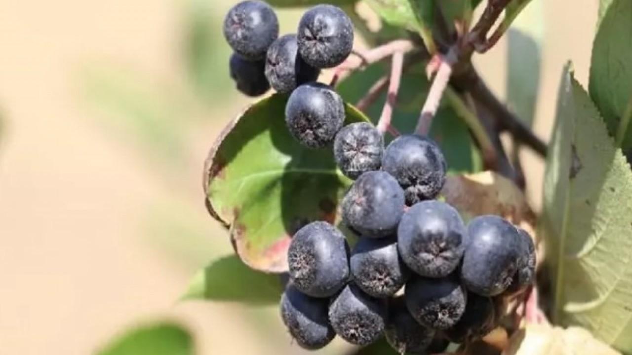 Türkiye'de yeni moda: Kilosunu 400 TL'den satılan meyve!