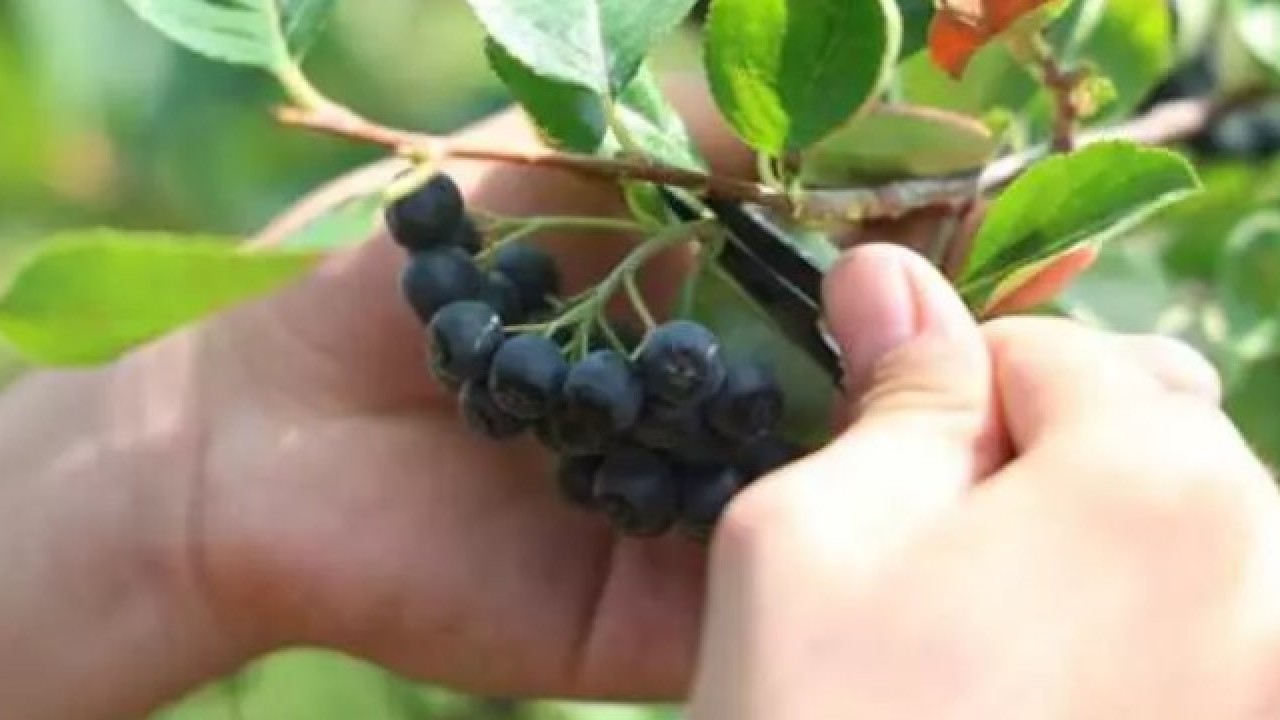 Foto - Türkiye'de yeni moda: Kilosunu 400 TL'den satılan meyve!