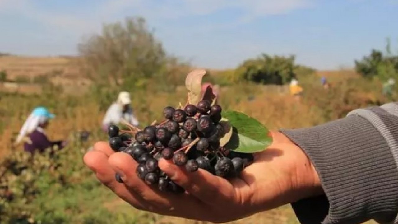 Foto - Türkiye'de yeni moda: Kilosunu 400 TL'den satılan meyve!