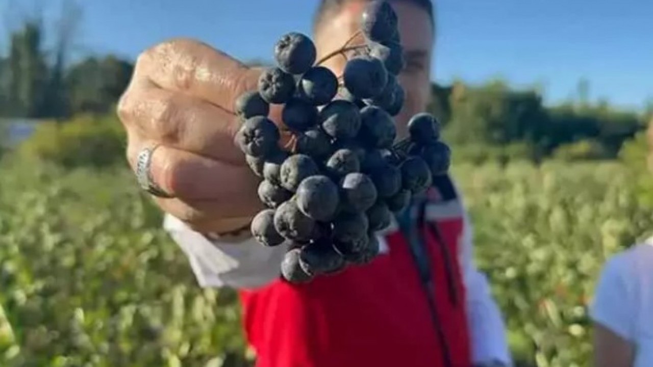 Foto - Türkiye'de yeni moda: Kilosunu 400 TL'den satılan meyve!