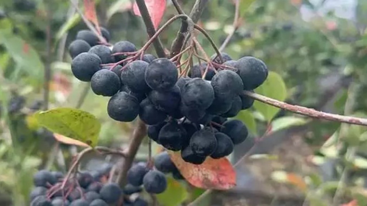 Foto - Türkiye'de yeni moda: Kilosunu 400 TL'den satılan meyve!