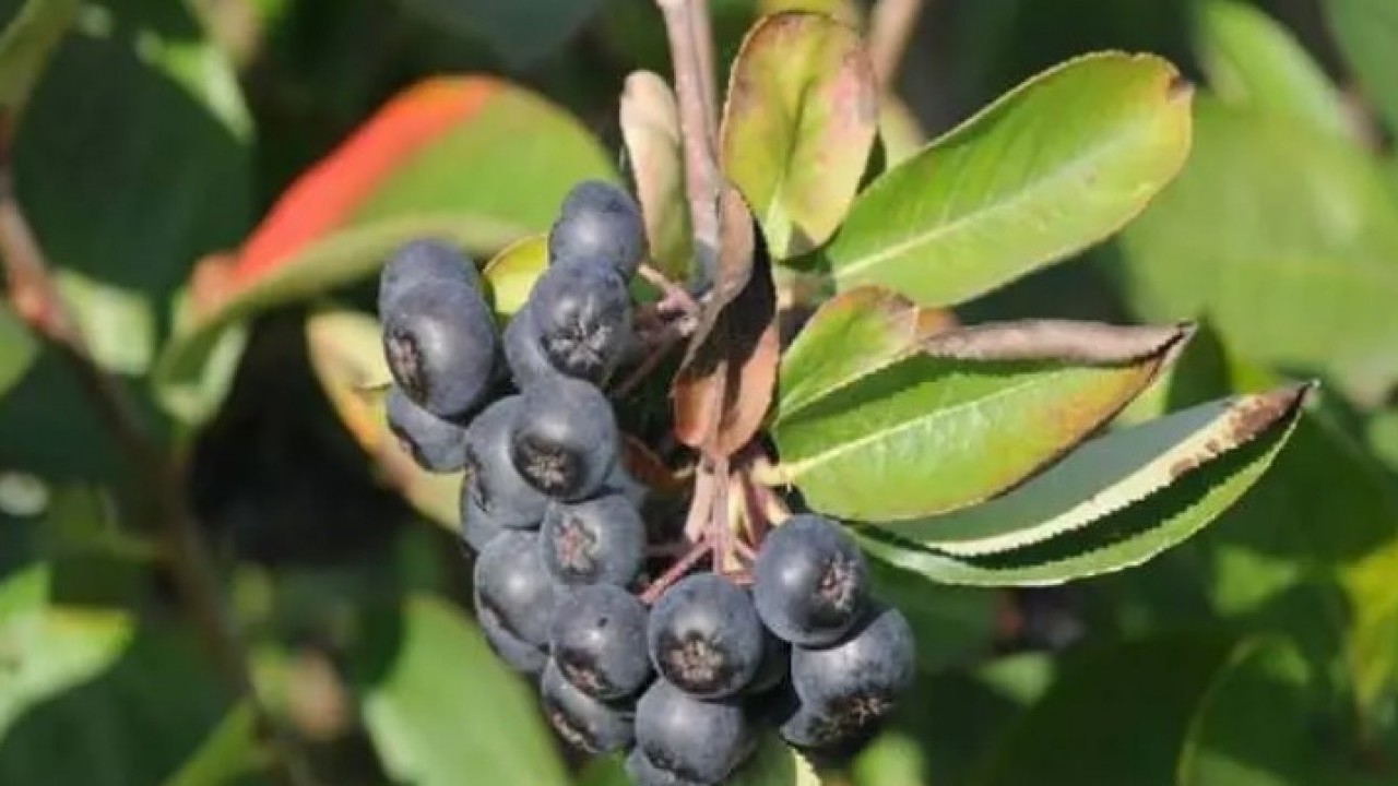 Foto - Türkiye'de yeni moda: Kilosunu 400 TL'den satılan meyve!