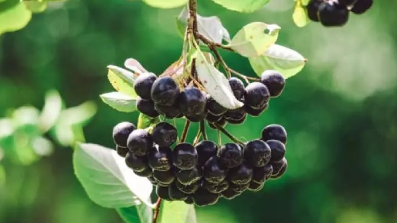 Foto - Türkiye'de yeni moda: Kilosunu 400 TL'den satılan meyve!