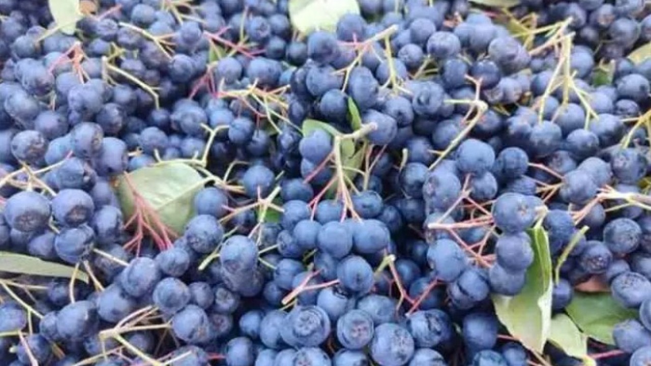 Foto - Türkiye'de yeni moda: Kilosunu 400 TL'den satılan meyve!