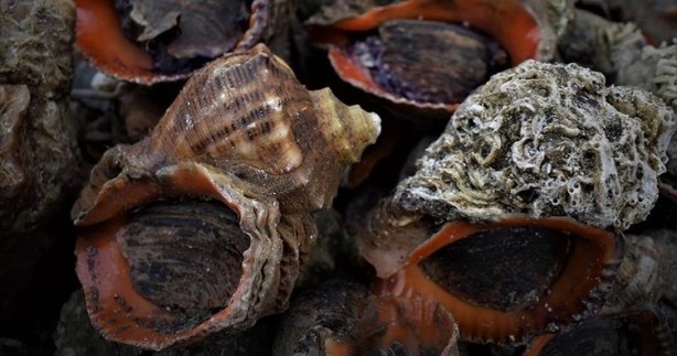 Foto - Türkiye'de kimse yüzüne bakmıyor, asla yenmiyor ama 7 ülke havada kapıyor! Satın almak için kapımızda yatıyorlar