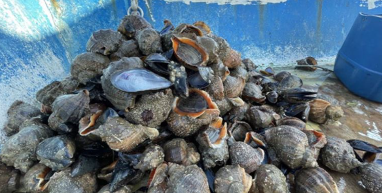 Foto - Türkiye'de kimse yüzüne bakmıyor, asla yenmiyor ama 7 ülke havada kapıyor! Satın almak için kapımızda yatıyorlar