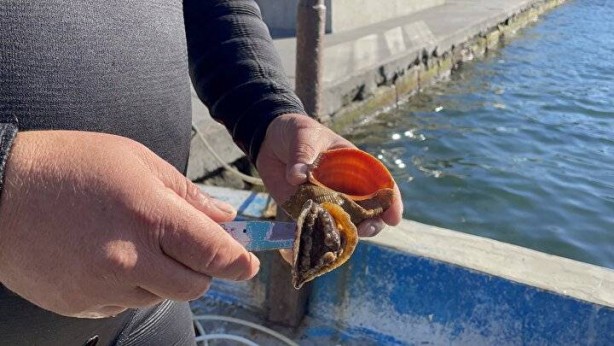 Foto - Türkiye'de kimse yüzüne bakmıyor, asla yenmiyor ama 7 ülke havada kapıyor! Satın almak için kapımızda yatıyorlar