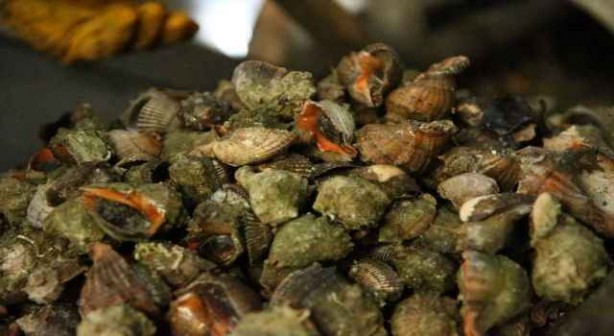 Foto - Türkiye'de kimse yüzüne bakmıyor, asla yenmiyor ama 7 ülke havada kapıyor! Satın almak için kapımızda yatıyorlar