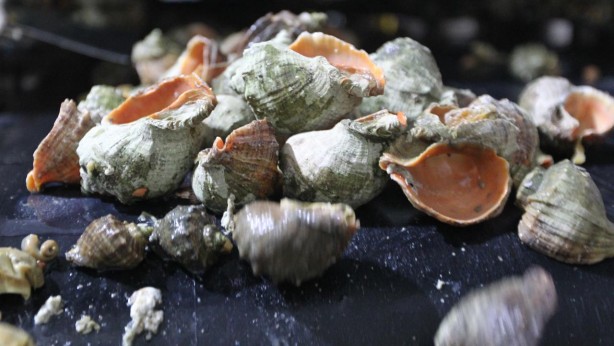 Foto - Türkiye'de kimse yüzüne bakmıyor, asla yenmiyor ama 7 ülke havada kapıyor! Satın almak için kapımızda yatıyorlar