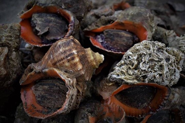 Foto - Türkiye'de kimse yüzüne bakmıyor, asla yenmiyor ama 7 ülke havada kapıyor! Satın almak için kapımızda yatıyorlar