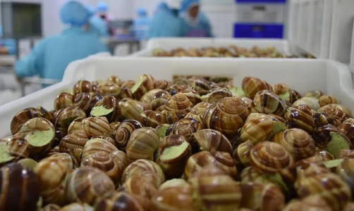 Foto - Türkiye'de kimse yüzüne bakmıyor, asla yenmiyor ama 7 ülke havada kapıyor! Satın almak için kapımızda yatıyorlar