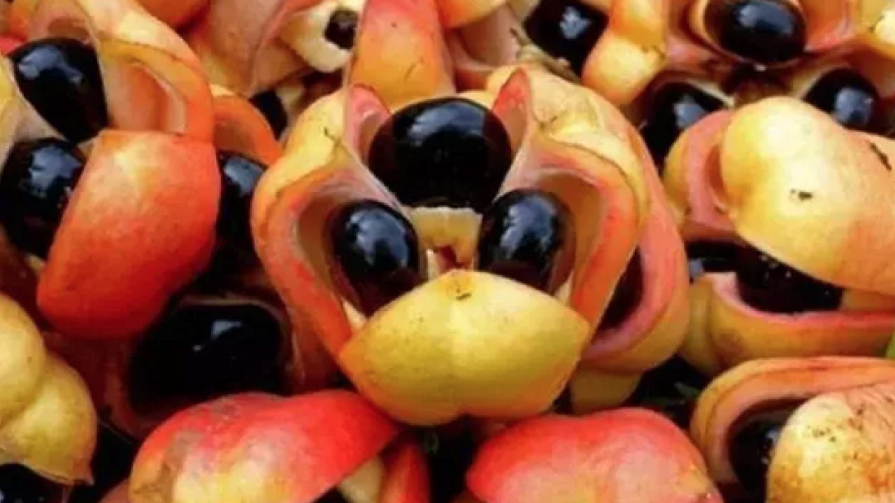 Foto - Türkiye'de yeterli ilgiyi görmüyor: Damar genişleten tek meyve! Tansiyonu 12.8'e sabitliyor: Şifa kaynağı