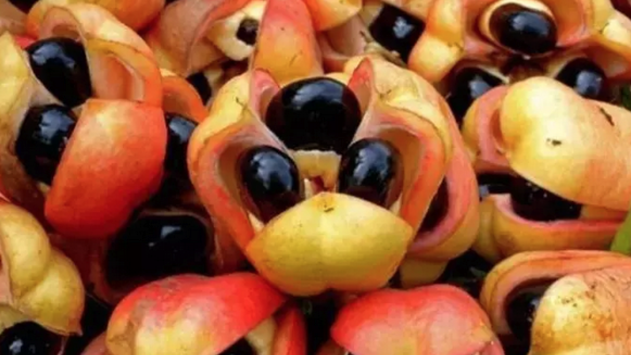 Foto - Türkiye'de yeterli ilgiyi görmüyor: Damar genişleten tek meyve! Tansiyonu 12.8'e sabitliyor: Şifa kaynağı