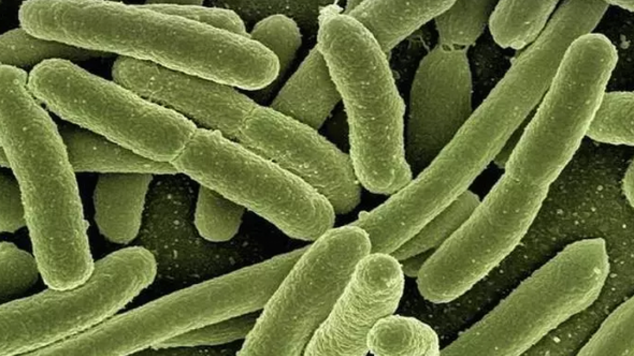 Foto - Türkiye'de yeterli ilgiyi görmüyor: Damar genişleten tek meyve! Tansiyonu 12.8'e sabitliyor: Şifa kaynağı