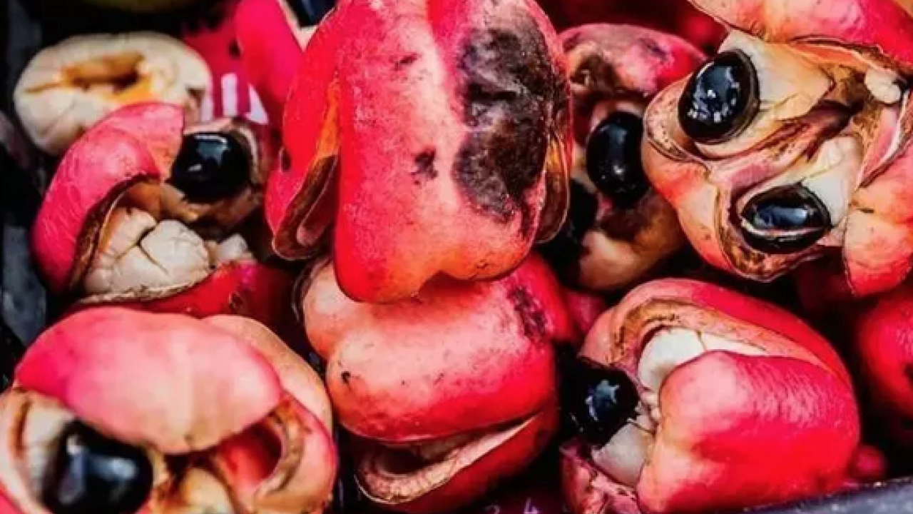 Foto - Türkiye'de yeterli ilgiyi görmüyor: Damar genişleten tek meyve! Tansiyonu 12.8'e sabitliyor: Şifa kaynağı