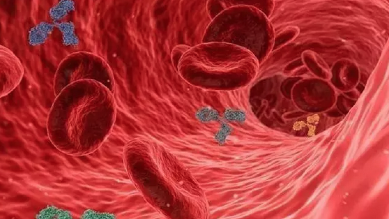 Foto - Türkiye'de yeterli ilgiyi görmüyor: Damar genişleten tek meyve! Tansiyonu 12.8'e sabitliyor: Şifa kaynağı