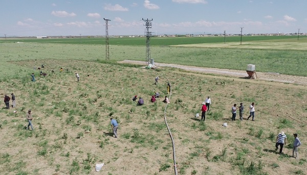 Foto - Türkiye'de yetişiyor Avrupa'ya gidiyor! Antibiyotik ilaçların kaynağı Türkiye