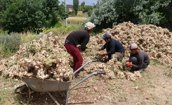 Foto - Türkiye'de yetişiyor Avrupa'ya gidiyor! Antibiyotik ilaçların kaynağı Türkiye