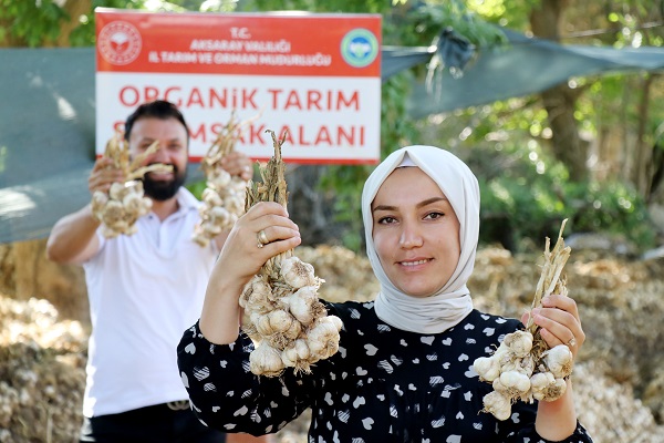 Foto - Türkiye'de yetişiyor Avrupa'ya gidiyor! Antibiyotik ilaçların kaynağı Türkiye