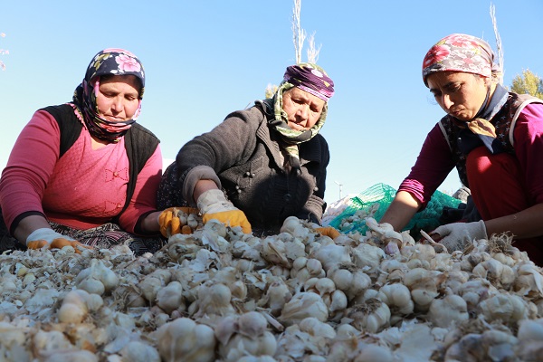 Foto - Türkiye'de yetişiyor Avrupa'ya gidiyor! Antibiyotik ilaçların kaynağı Türkiye