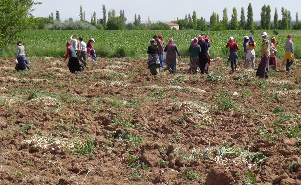 Foto - Türkiye'de yetişiyor Avrupa'ya gidiyor! Antibiyotik ilaçların kaynağı Türkiye