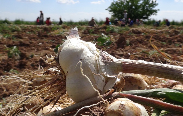 Foto - Türkiye'de yetişiyor Avrupa'ya gidiyor! Antibiyotik ilaçların kaynağı Türkiye