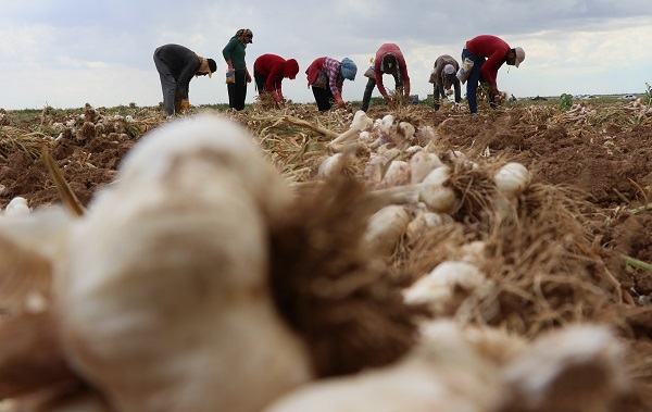 Türkiye'de yetişiyor Avrupa'ya gidiyor! Antibiyotik ilaçların kaynağı Türkiye