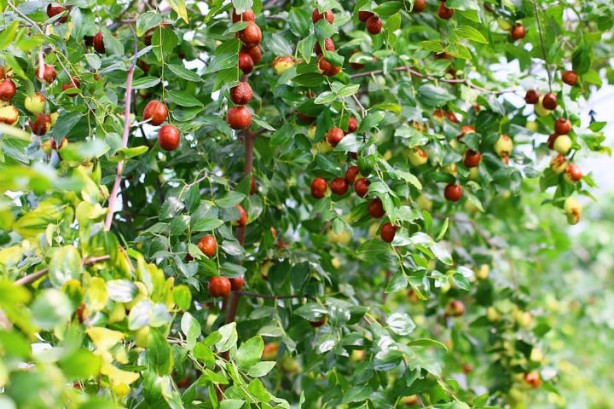 Foto - Türkiye’de yetişiyor, Japonlar ve Çinliler avuç avuç yiyor! Bundan bir ısırık alan, biiznillah faydasını görüyor! Resmen vitamin fabrikası