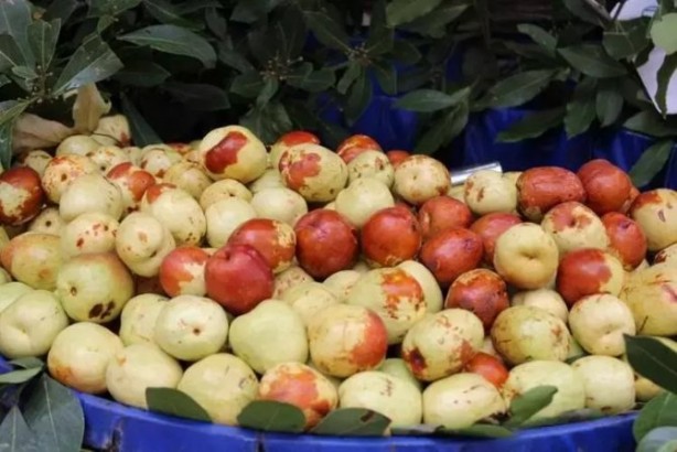 Foto - Türkiye’de yetişiyor, Japonlar ve Çinliler avuç avuç yiyor! Bundan bir ısırık alan, biiznillah faydasını görüyor! Resmen vitamin fabrikası