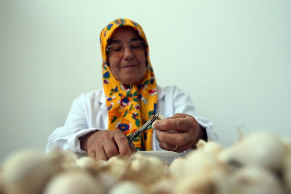 Foto - Türkiye’de yetiştirilip dünyaya satılıyor