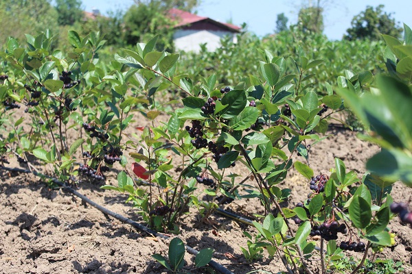 Foto - Türkiye'de yetiştiriliyor! İşte geleceğin gözde meyvesi