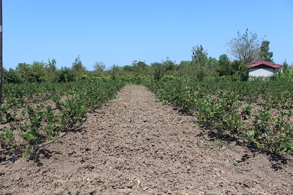 Foto - Türkiye'de yetiştiriliyor! İşte geleceğin gözde meyvesi