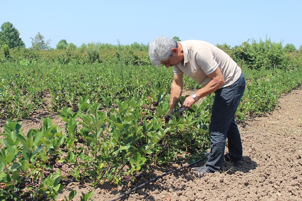 Foto - Türkiye'de yetiştiriliyor! İşte geleceğin gözde meyvesi