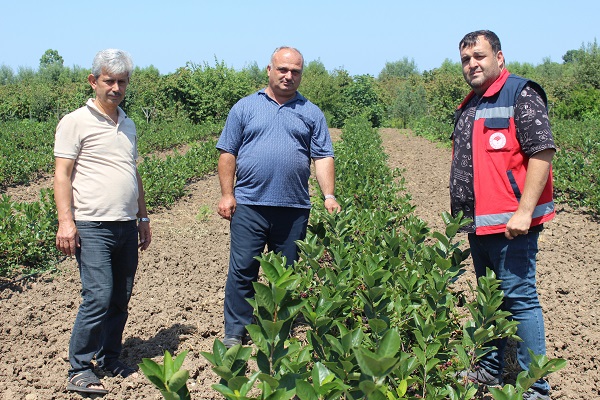Foto - Türkiye'de yetiştiriliyor! İşte geleceğin gözde meyvesi
