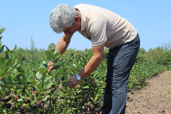 Foto - Türkiye'de yetiştiriliyor! İşte geleceğin gözde meyvesi