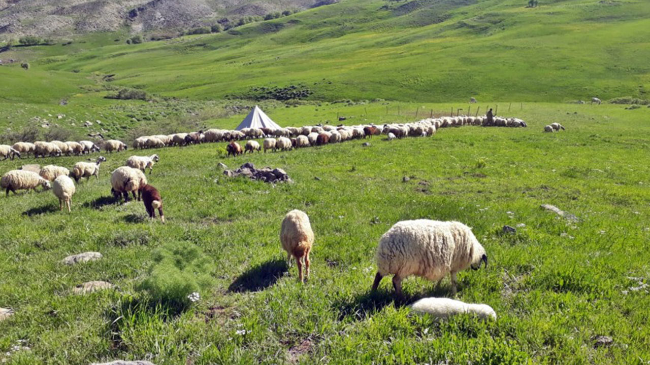 Foto - Türkiye'deki mera alanlarının altında beyaz petrol hazinesi olabilir! Flaş karar alındı