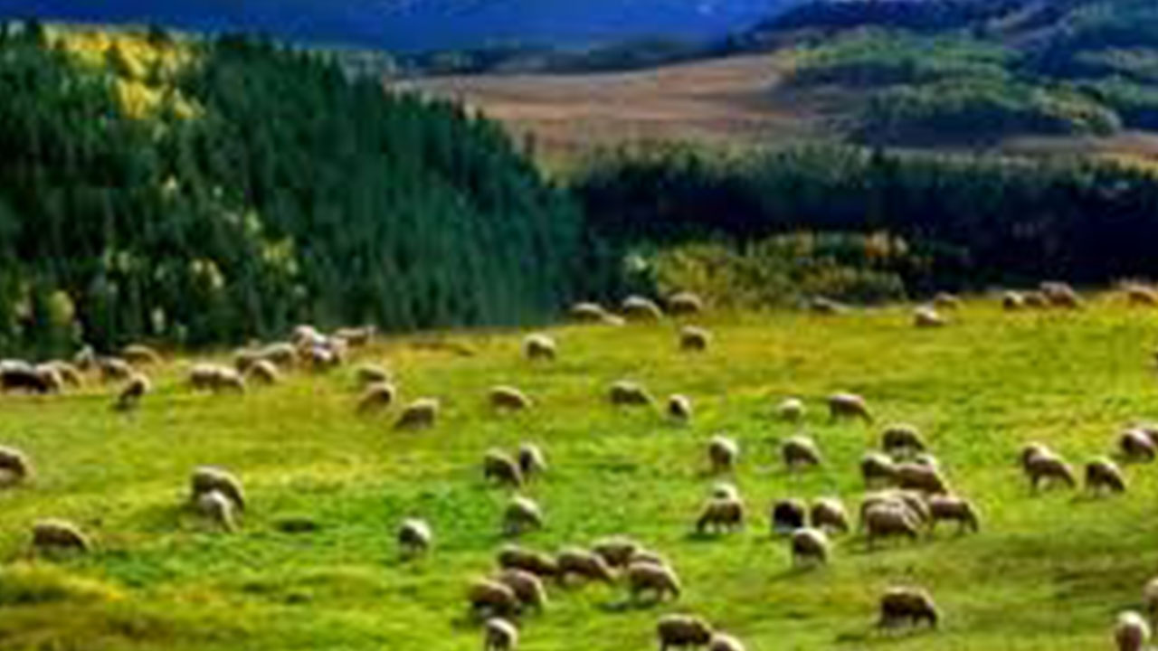 Foto - Türkiye'deki mera alanlarının altında beyaz petrol hazinesi olabilir! Flaş karar alındı