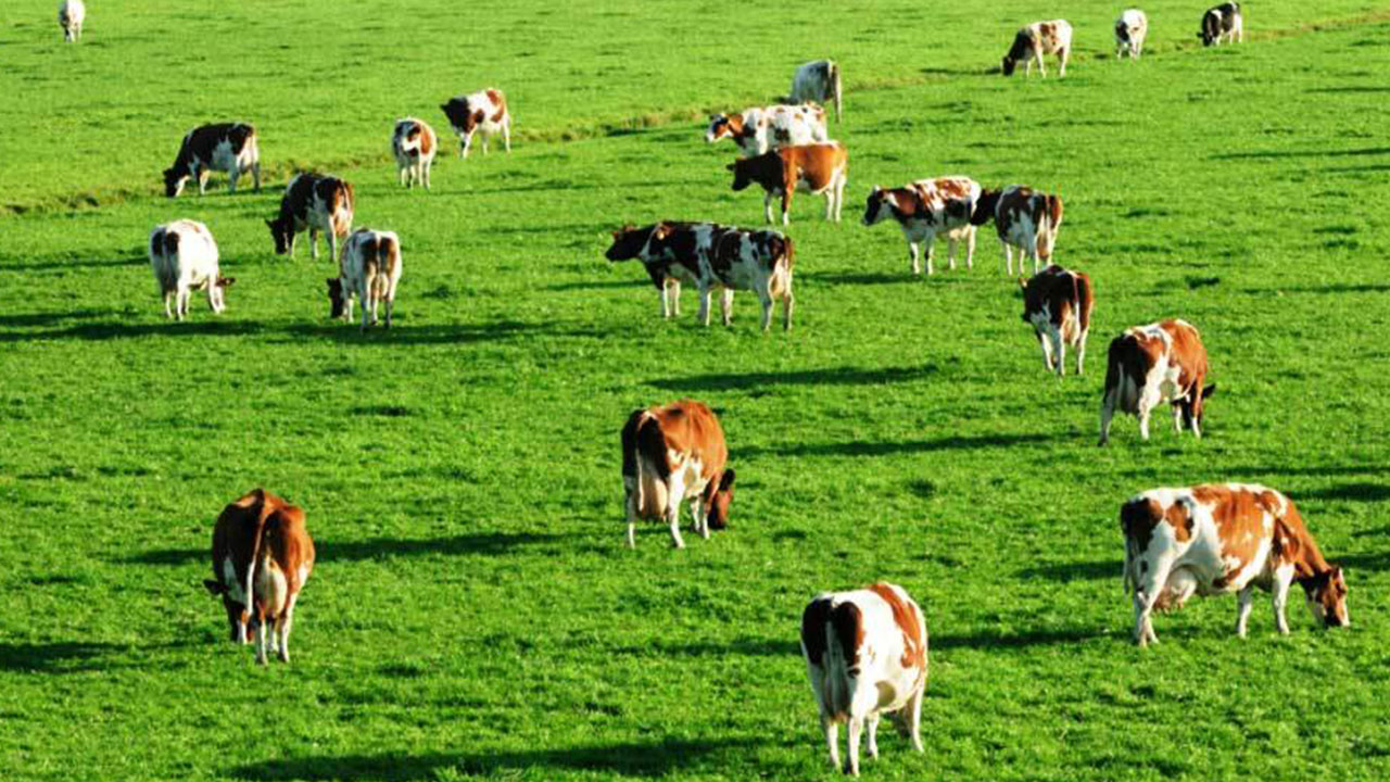 Foto - Türkiye'deki mera alanlarının altında beyaz petrol hazinesi olabilir! Flaş karar alındı