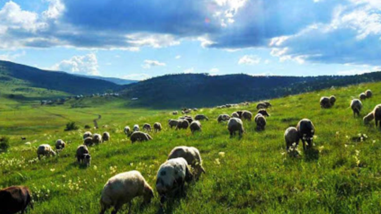 Foto - Türkiye'deki mera alanlarının altında beyaz petrol hazinesi olabilir! Flaş karar alındı