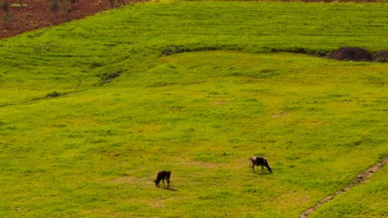 Foto - Türkiye'deki mera alanlarının altında beyaz petrol hazinesi olabilir! Flaş karar alındı