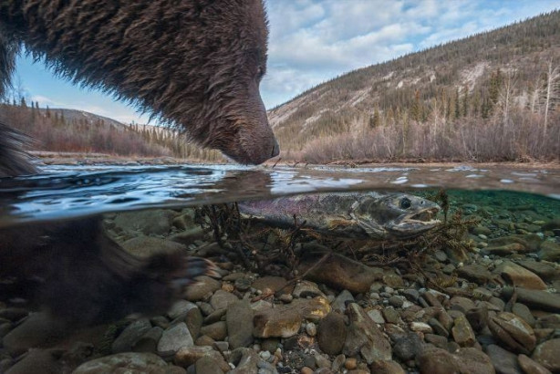 Foto - Türkiye'deki yaban hayatı böyle görüntülendi