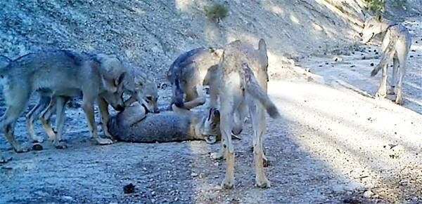 Foto - Türkiye'deki yaban hayatı böyle görüntülendi