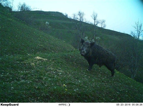 Türkiye'deki yaban hayatı böyle görüntülendi