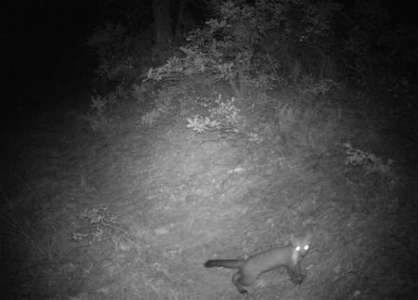 Foto - Türkiye'deki yaban hayatı böyle görüntülendi