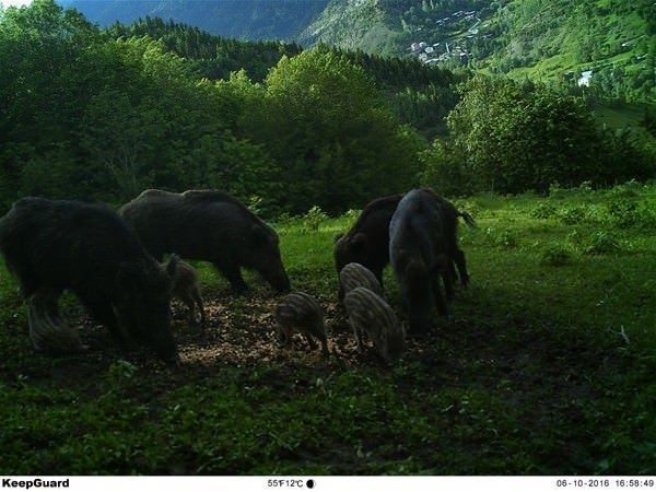 Foto - Türkiye'deki yaban hayatı böyle görüntülendi