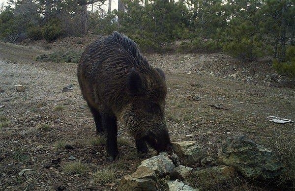 Foto - Türkiye'deki yaban hayatı böyle görüntülendi