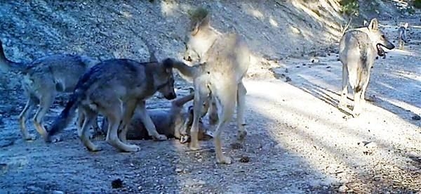 Foto - Türkiye'deki yaban hayatı böyle görüntülendi