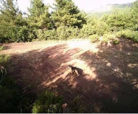 Foto - Türkiye'deki yaban hayatı böyle görüntülendi