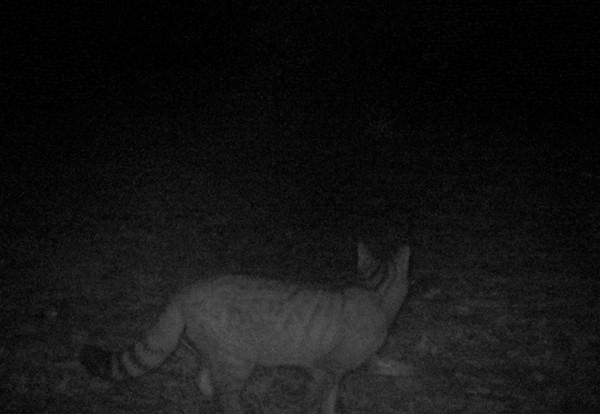 Foto - Türkiye'deki yaban hayatı böyle görüntülendi